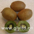 Export Quality Fresh Green Kiwi Fruit